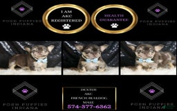 French Bulldog dogs for sale: Dexter - Image 6