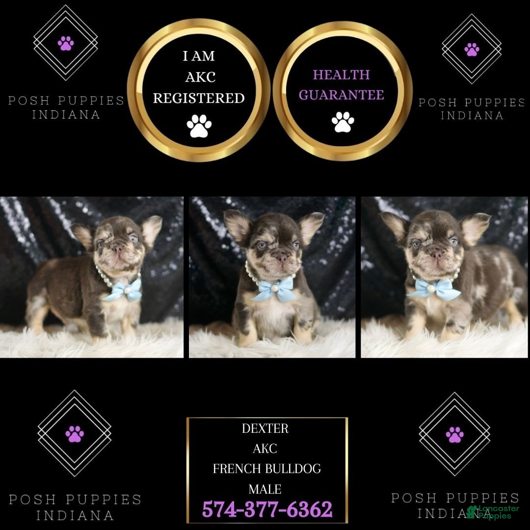 French Bulldog dogs for sale: Dexter - Image 6
