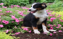 Miniature Australian Shepherd dogs for sale: Eisenhower - Image 21