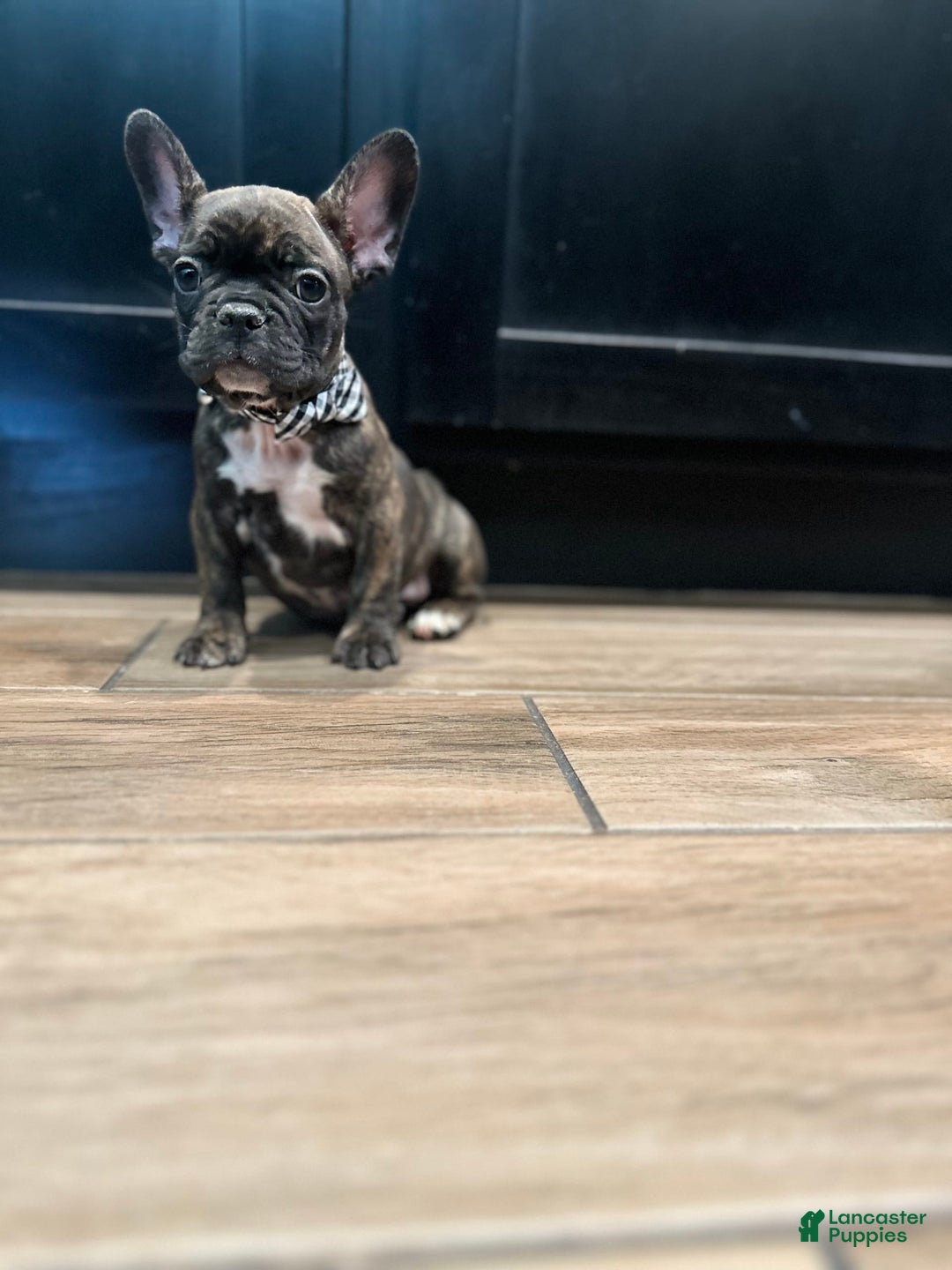 French Bulldog dogs for sale: Rocky - Image 1