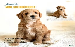 Mini Goldendoodle dogs for sale: Purple Collar - Image 1