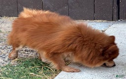 Pomeranian dogs for sale: Winston - Image 20