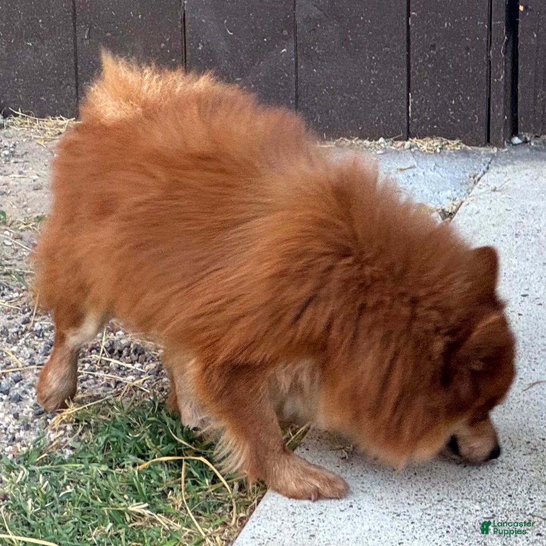 Pomeranian dogs for sale: Winston - Image 20
