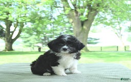 Mini Aussiedoodle dogs for sale: Walker - Image 10