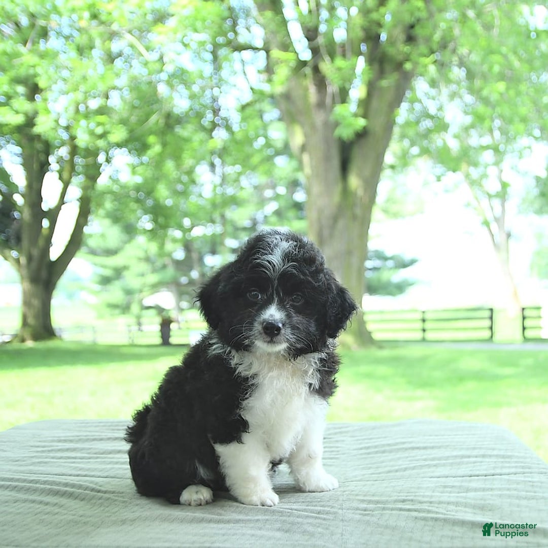 Mini Aussiedoodle dogs for sale: Walker - Image 10