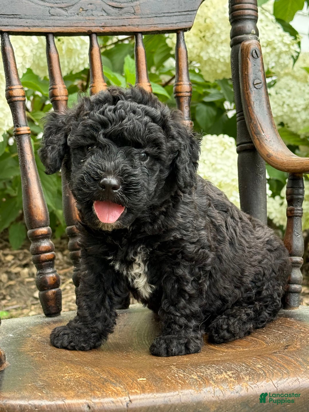 Goldendoodle dogs for sale: Babbles - Image 3