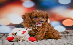 Cavapoo dogs for sale: Drover - Image 14