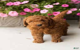 Mini Goldendoodle dogs for sale: Cooper - Image 2