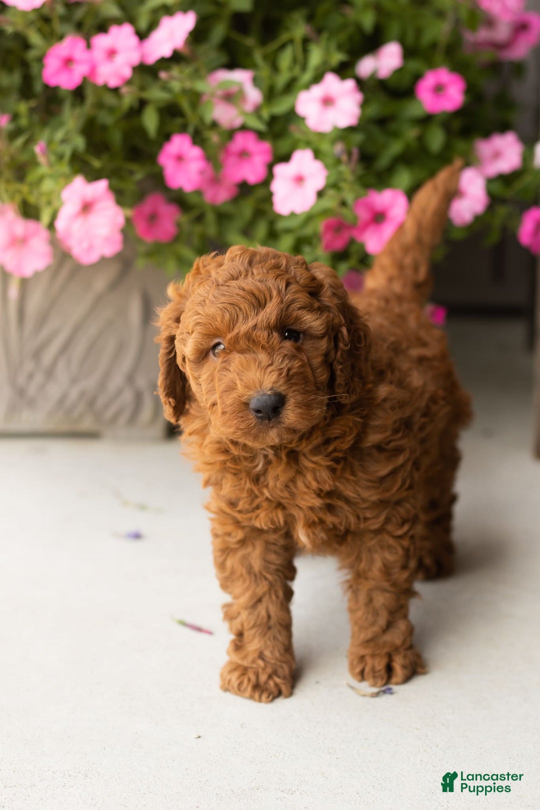 Mini Goldendoodle dogs for sale: Cooper - Image 2