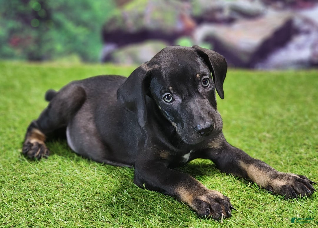Catahoula Leopard Dog dogs for sale: Jesse 2025 Male 2 - Image 2