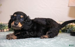 Miniature Dachshund dogs for sale: Kody - Image 3