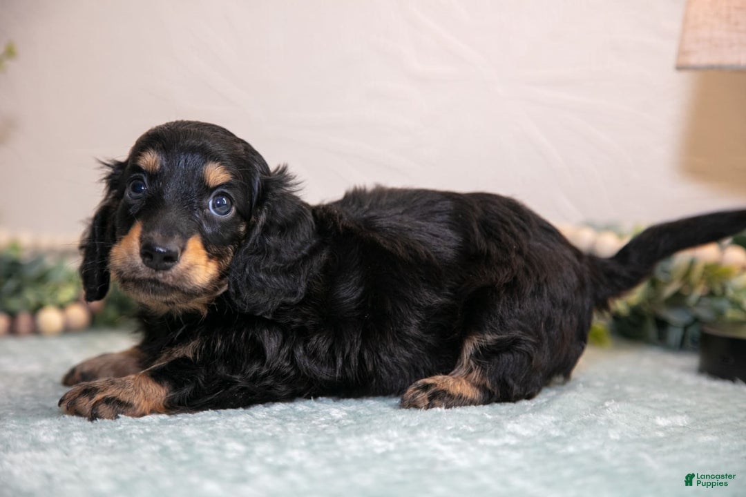 Miniature Dachshund dogs for sale: Kody - Image 3
