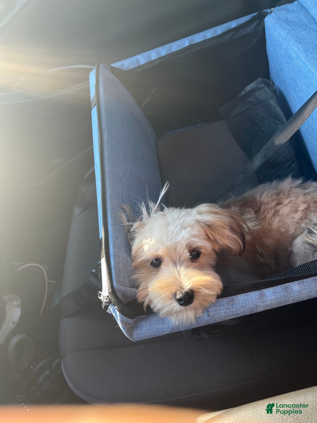 Morkie dogs for sale: Jayce - Image 2