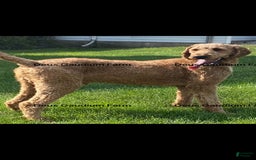 Irish Doodle dogs for sale: Samantha - Image 9