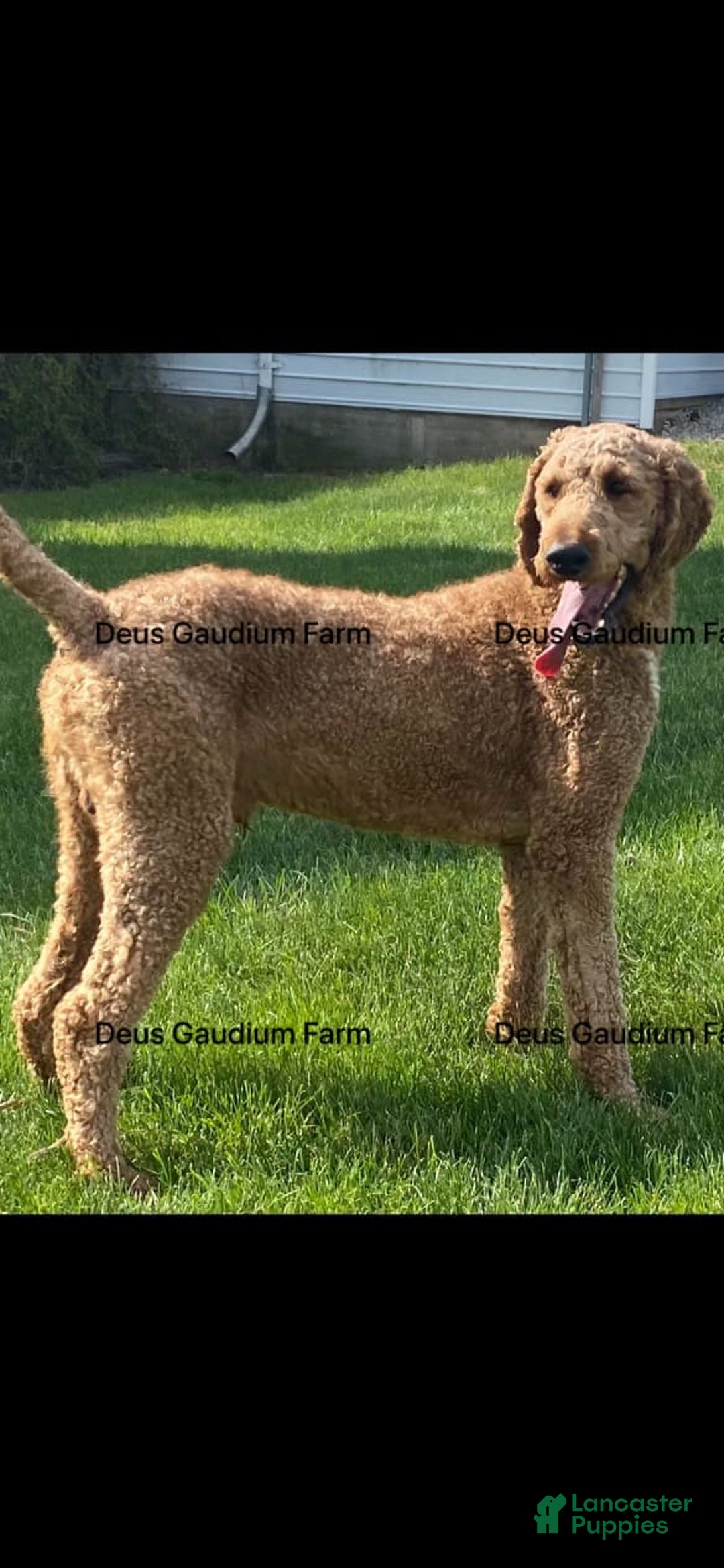 Irish Doodle dogs for sale: Samantha - Image 9