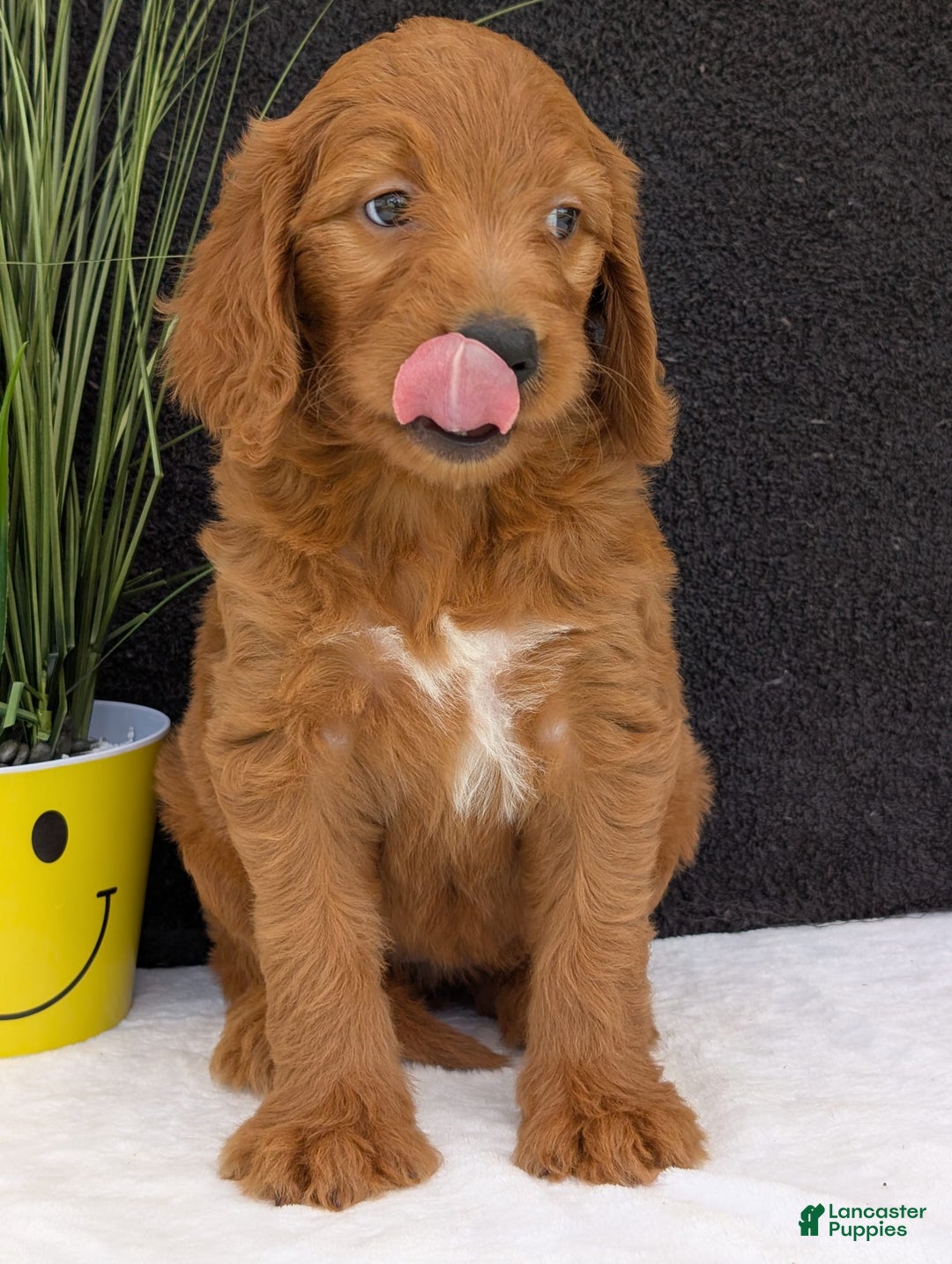 Goldendoodle dogs for sale: Emmie - Image 5