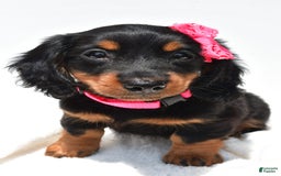 Miniature Dachshund dogs for sale: Luna - Image 2