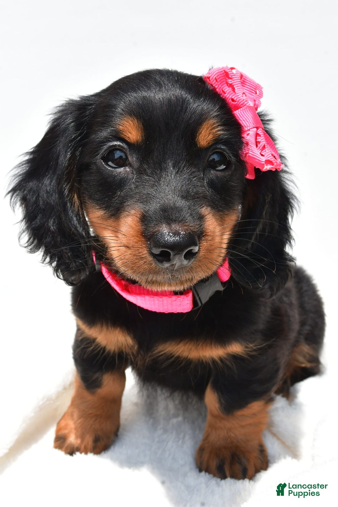 Miniature Dachshund dogs for sale: Luna - Image 2