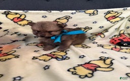 Pomeranian dogs for sale: Bentley - Image 4