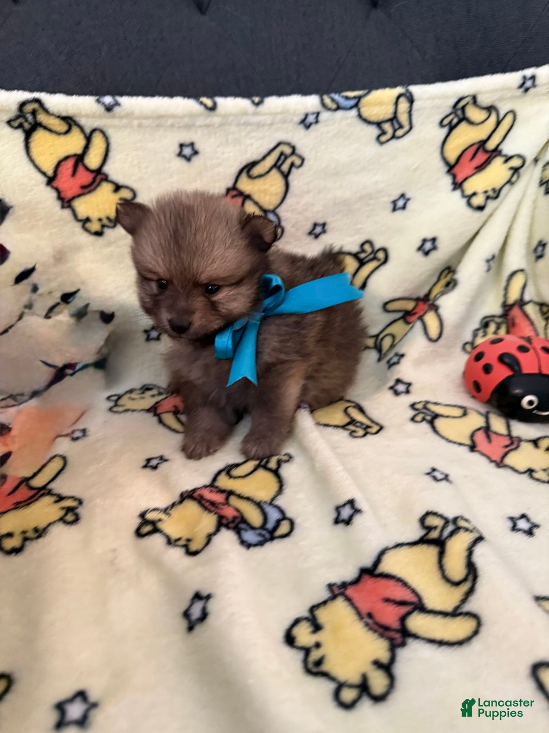 Pomeranian dogs for sale: Bentley - Image 4