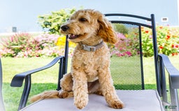 Goldendoodle dogs for sale: Charlotte - Image 10