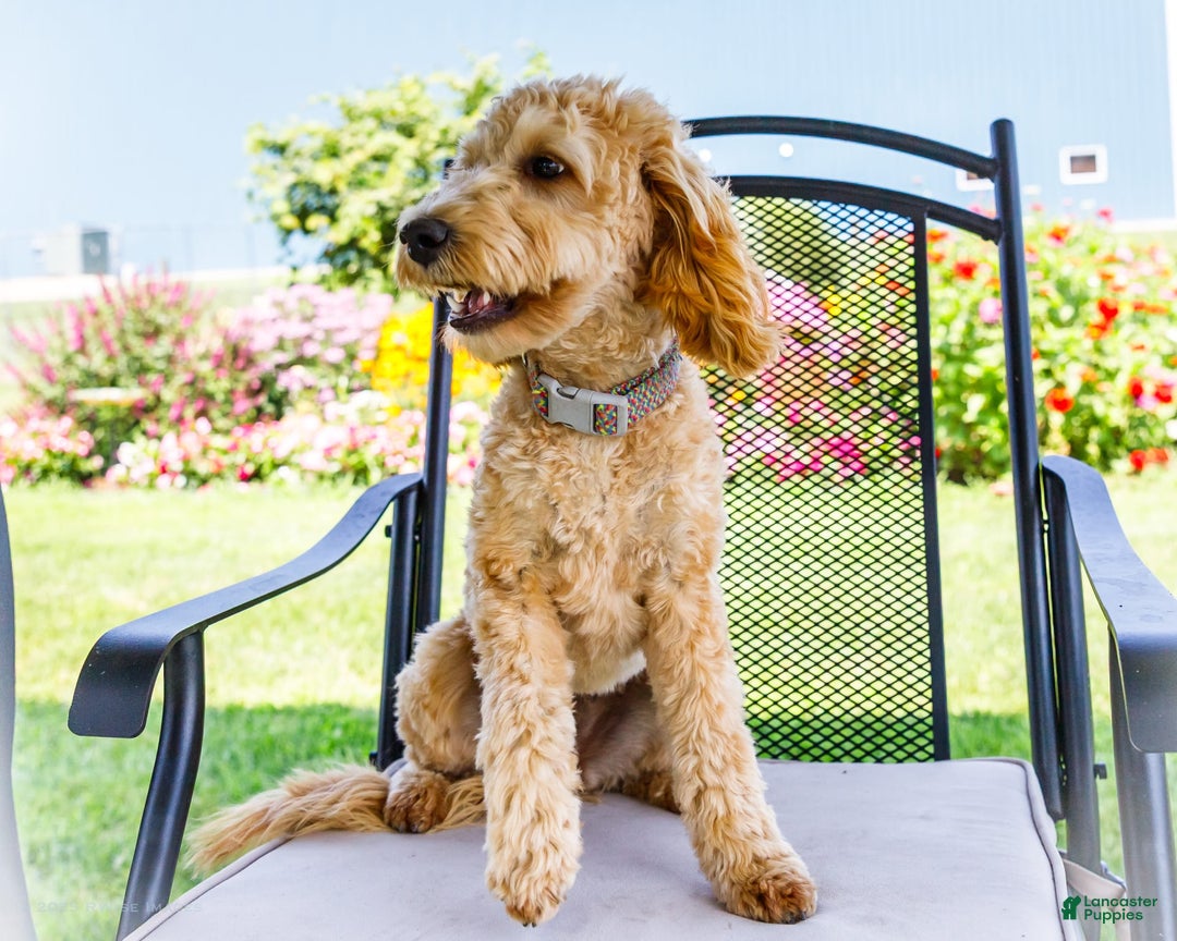 Goldendoodle dogs for sale: Charlotte - Image 10