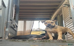 American Bully dogs for sale: Enzo - Image 5
