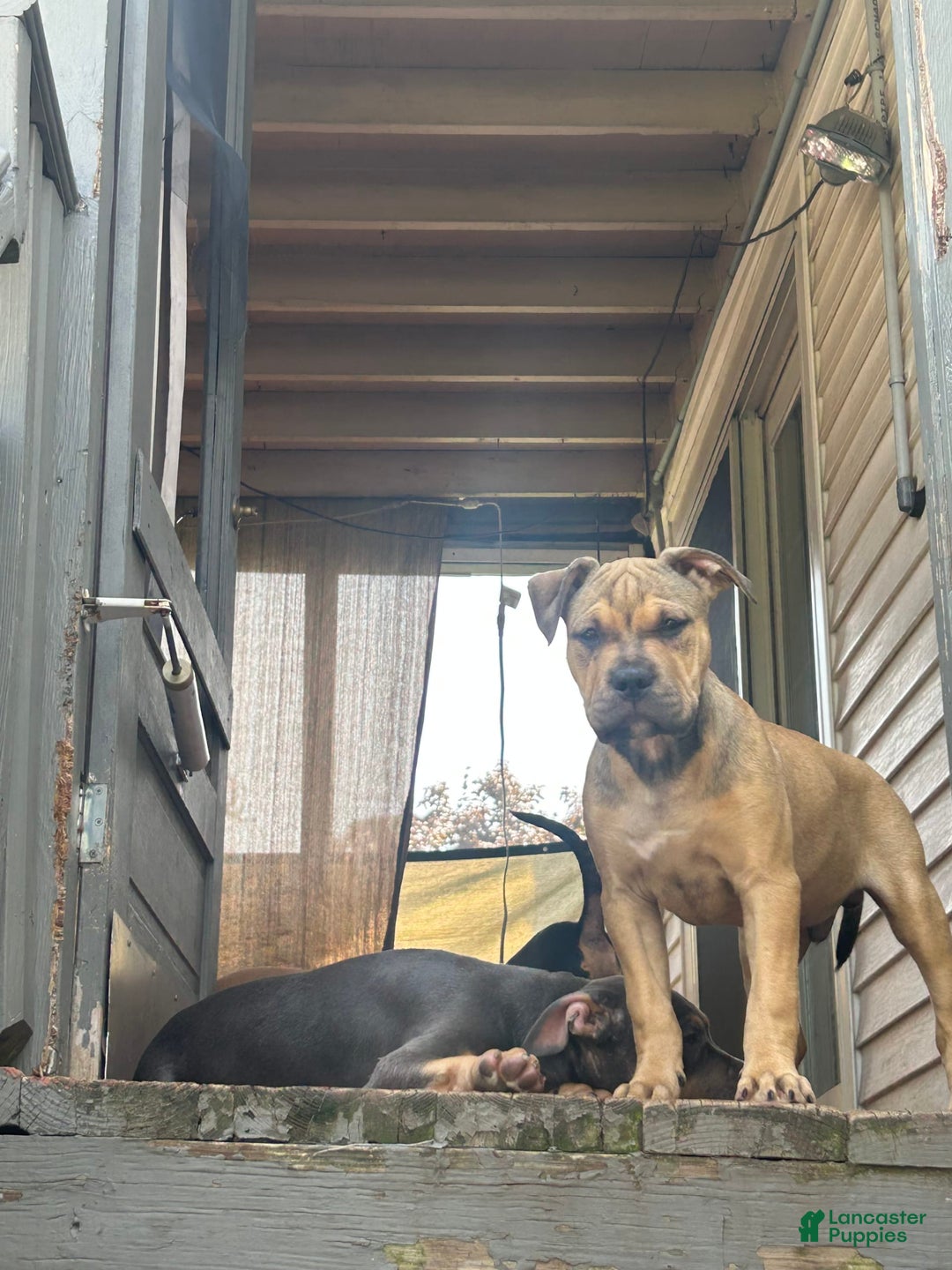 American Bully dogs for sale: Enzo - Image 5