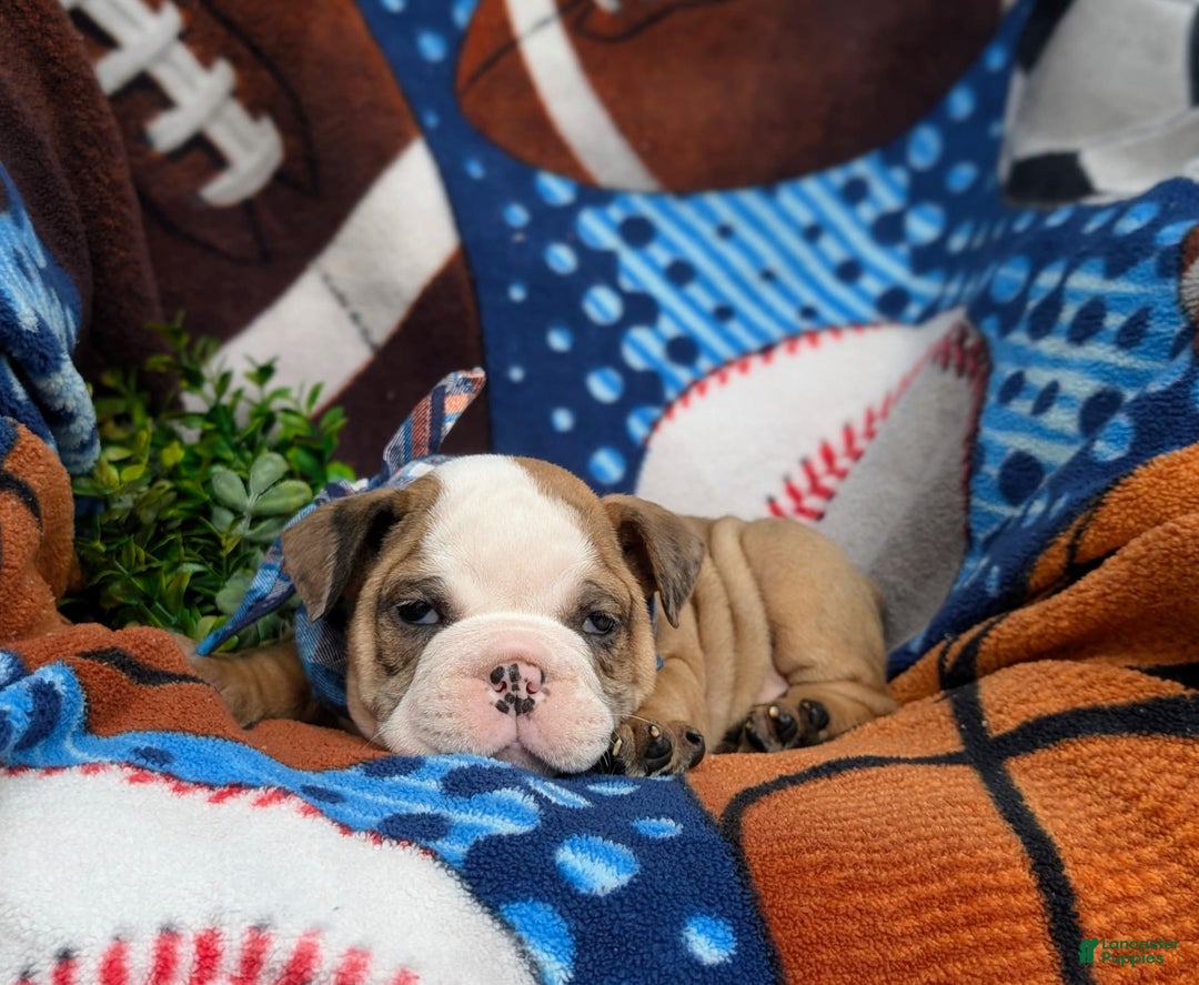 Olde English Bulldogge dogs for sale: Harper - Image 1