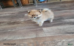 Pomeranian dogs for sale: Teddy - Image 5