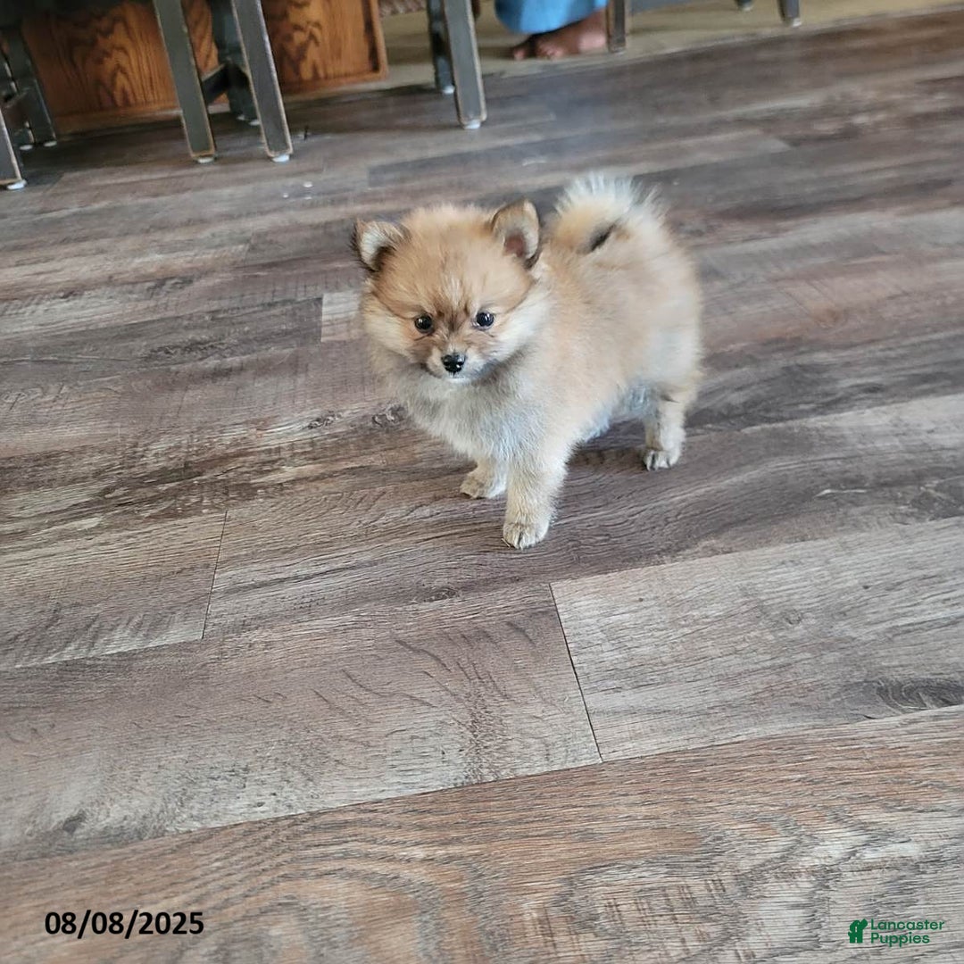 Pomeranian dogs for sale: Teddy - Image 5