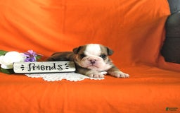 English Bulldog dogs for sale: Keith - Image 9