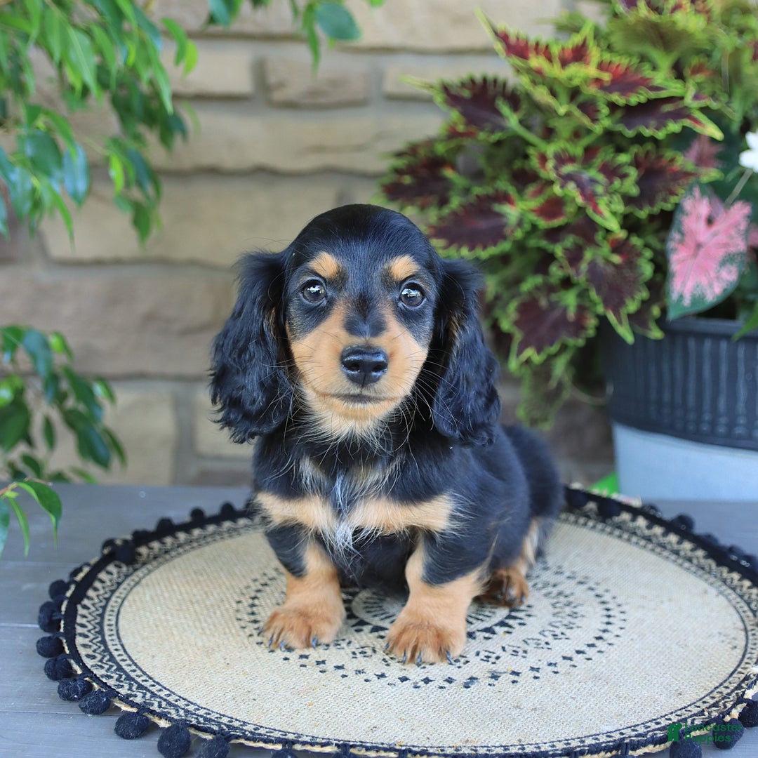 Miniature Dachshund dogs for sale: Louie - Image 5