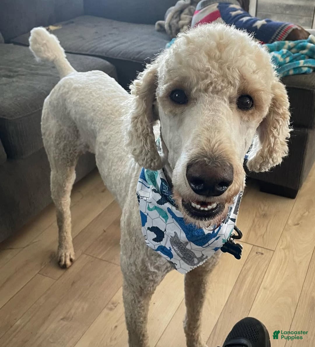 Goldendoodle dogs for sale: Multigenerational Mini Goldendoodles - Image 16