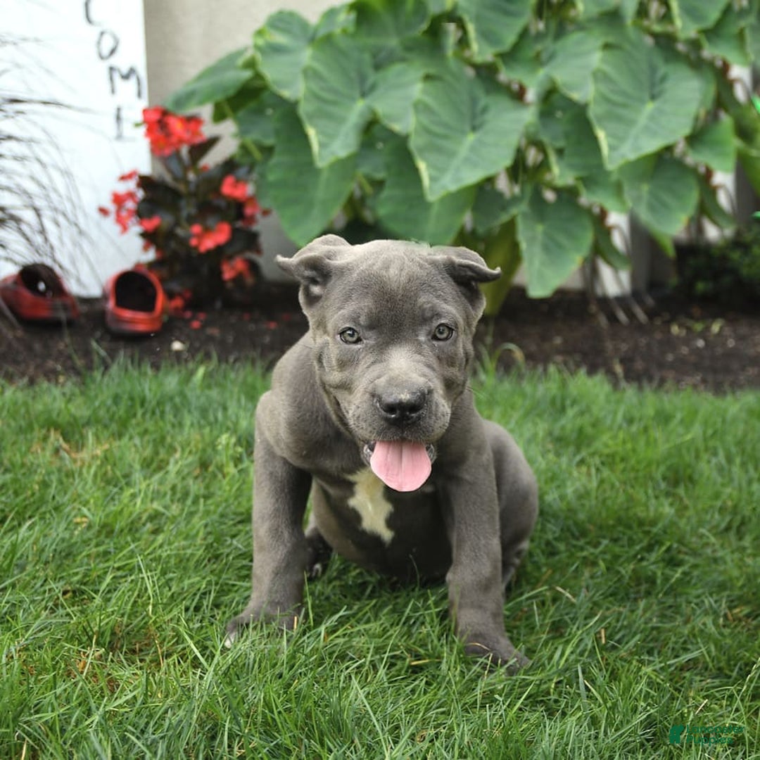 Cane Corso dogs for sale: Ocean - Image 2