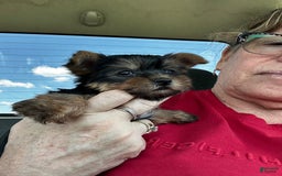 Yorkshire Terrier dogs for sale: Akc Kasha - Image 2