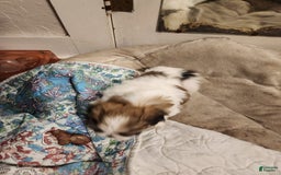 Shih Tzu dogs for sale: Shitsu Maltese - Image 2
