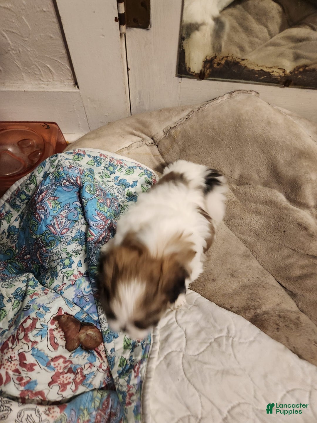 Shih Tzu dogs for sale: Shitsu Maltese - Image 2
