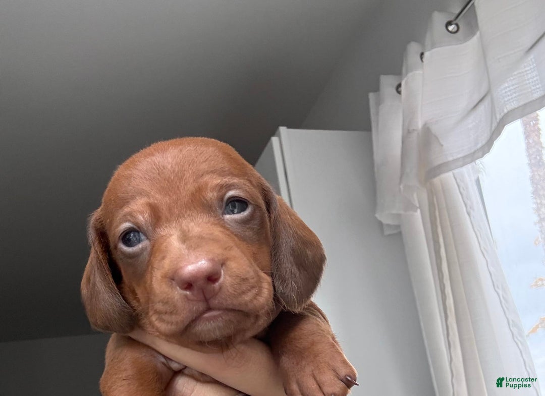 Miniature Dachshund dogs for sale: Otto - Image 6