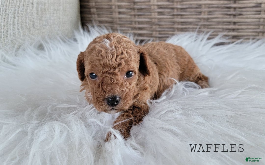 Maltipoo dogs for sale: WAFFLES - Image 1