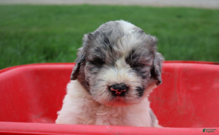 Newfoundland dogs for sale - Ad 2