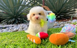 Toy Poodle dogs for sale: Ranger - Image 1
