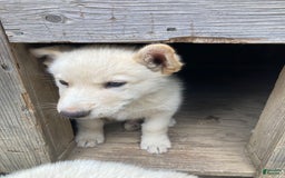 Gerberian Shepsky dogs for sale: Icy - Image 1