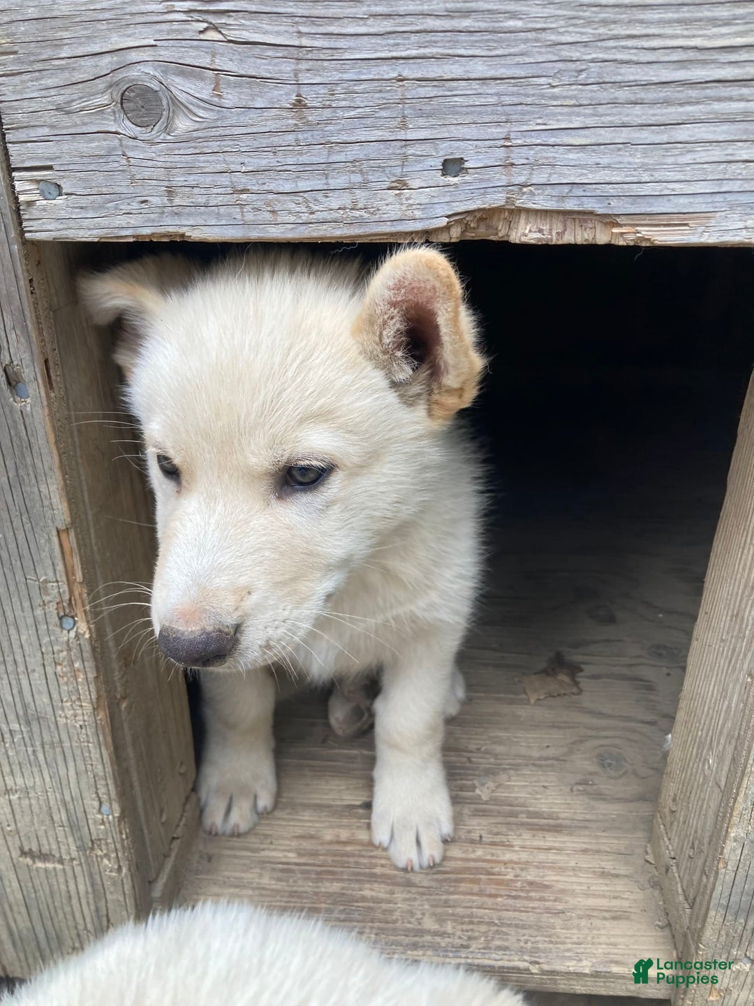 Gerberian Shepsky dogs for sale: Icy - Image 1