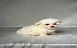 Maltese dogs for sale: Timmy - Image 2