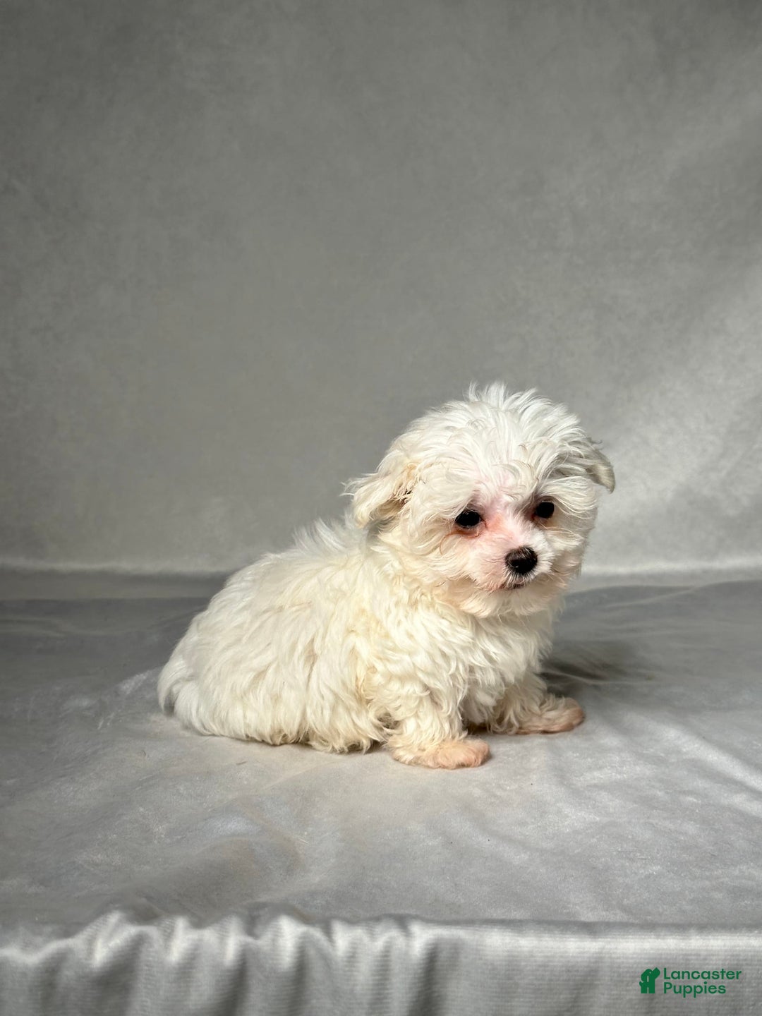 Maltese dogs for sale: Timmy - Image 2
