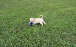Golden Retriever dogs for sale: Costa - Image 10
