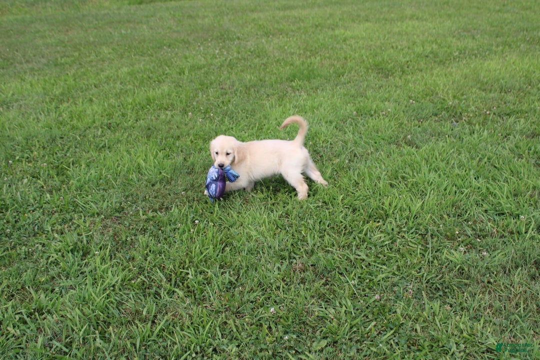 Golden Retriever dogs for sale: Costa - Image 10