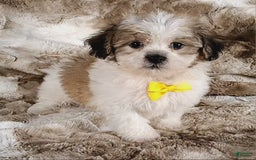 Teddy Bear dogs for sale: Tommy - Image 2