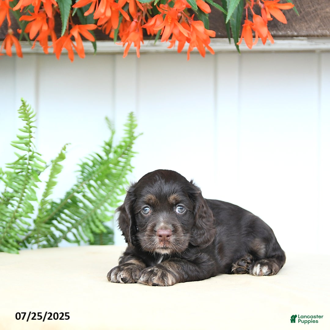 Cocker Spaniel dogs for sale: Nash - Image 3